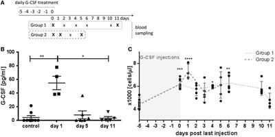 Five Days Granulocyte Colony-Stimulating Factor Treatment Increases Bone Formation and Reduces Gap Size of a Rat Segmental Bone Defect: A Pilot Study